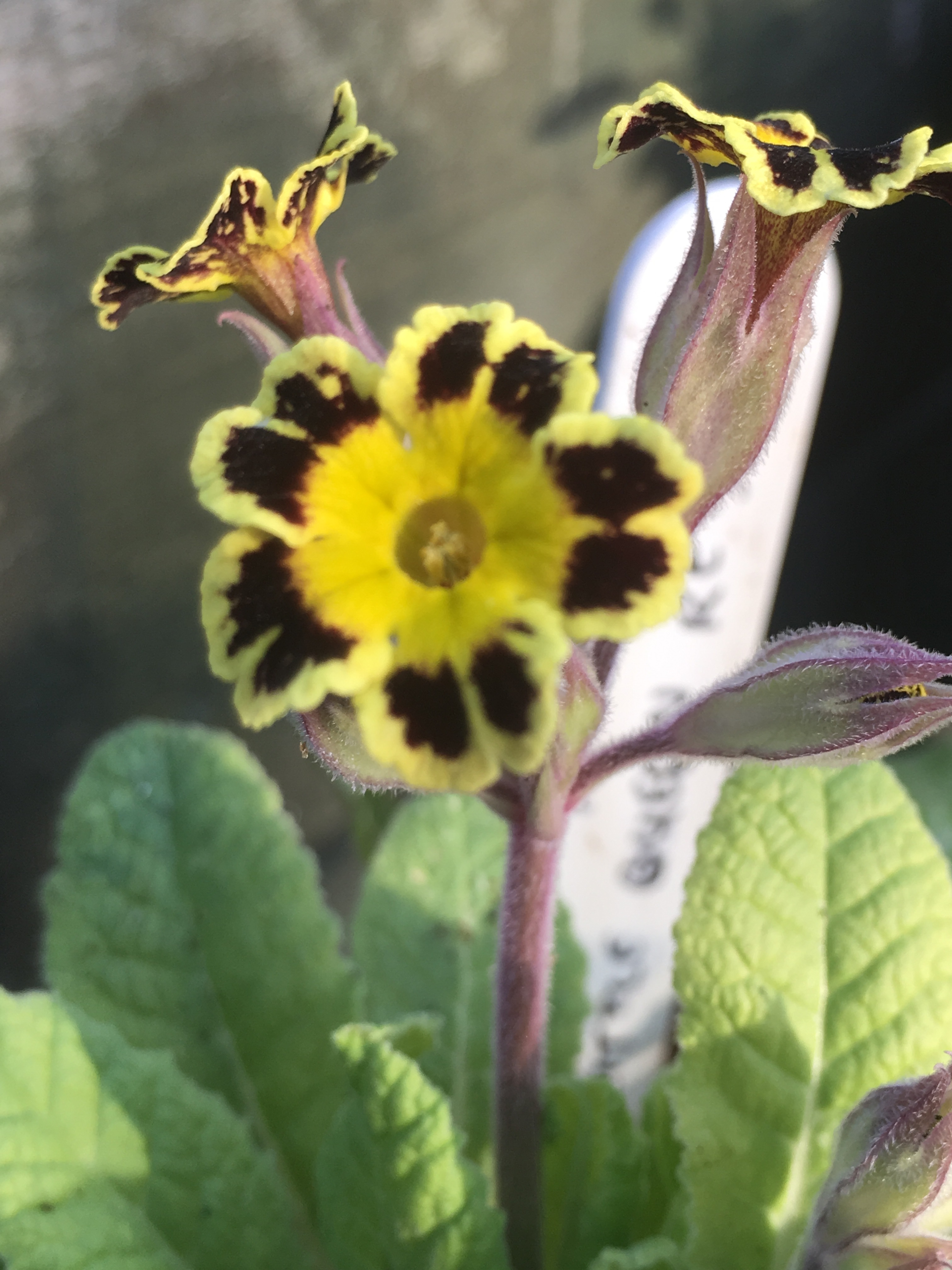 Crowning Glory. – brimfields.com