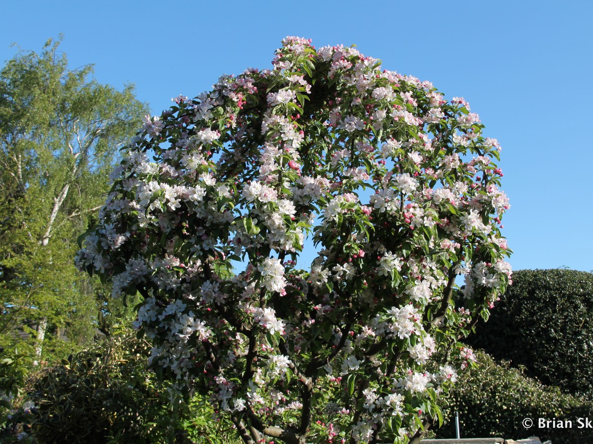 Trees for the small&nbsp;garden.