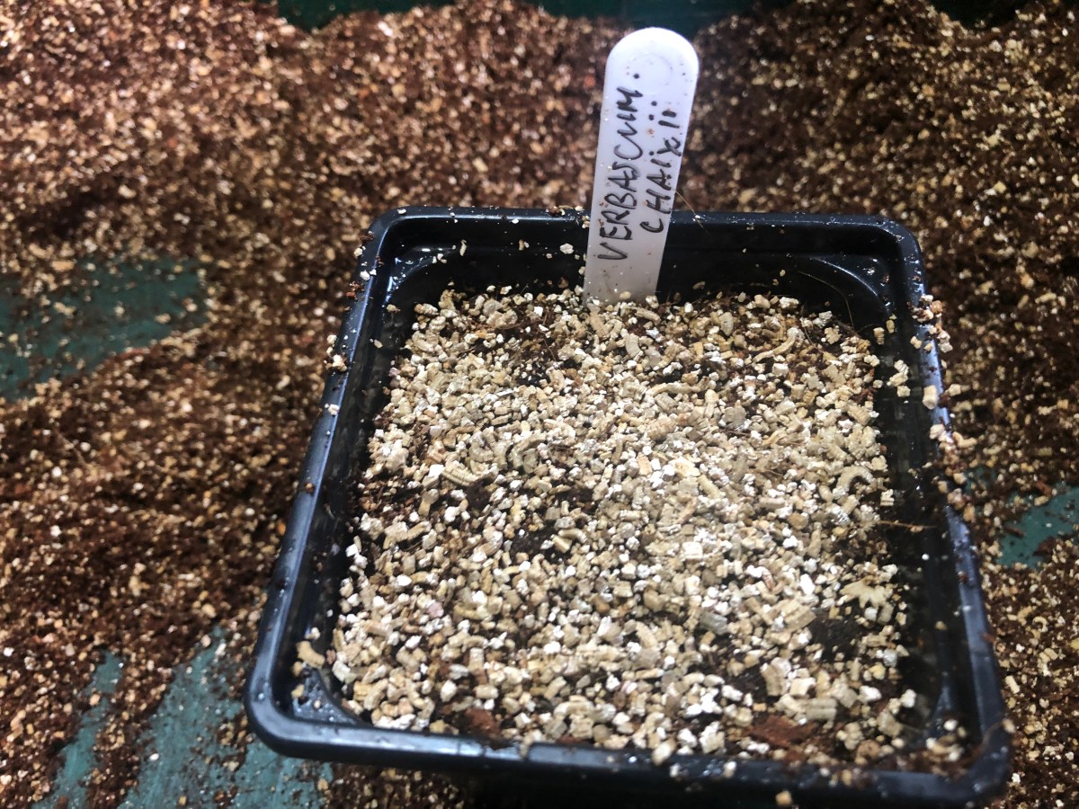 In The beginning, Seed&nbsp;Sowing.