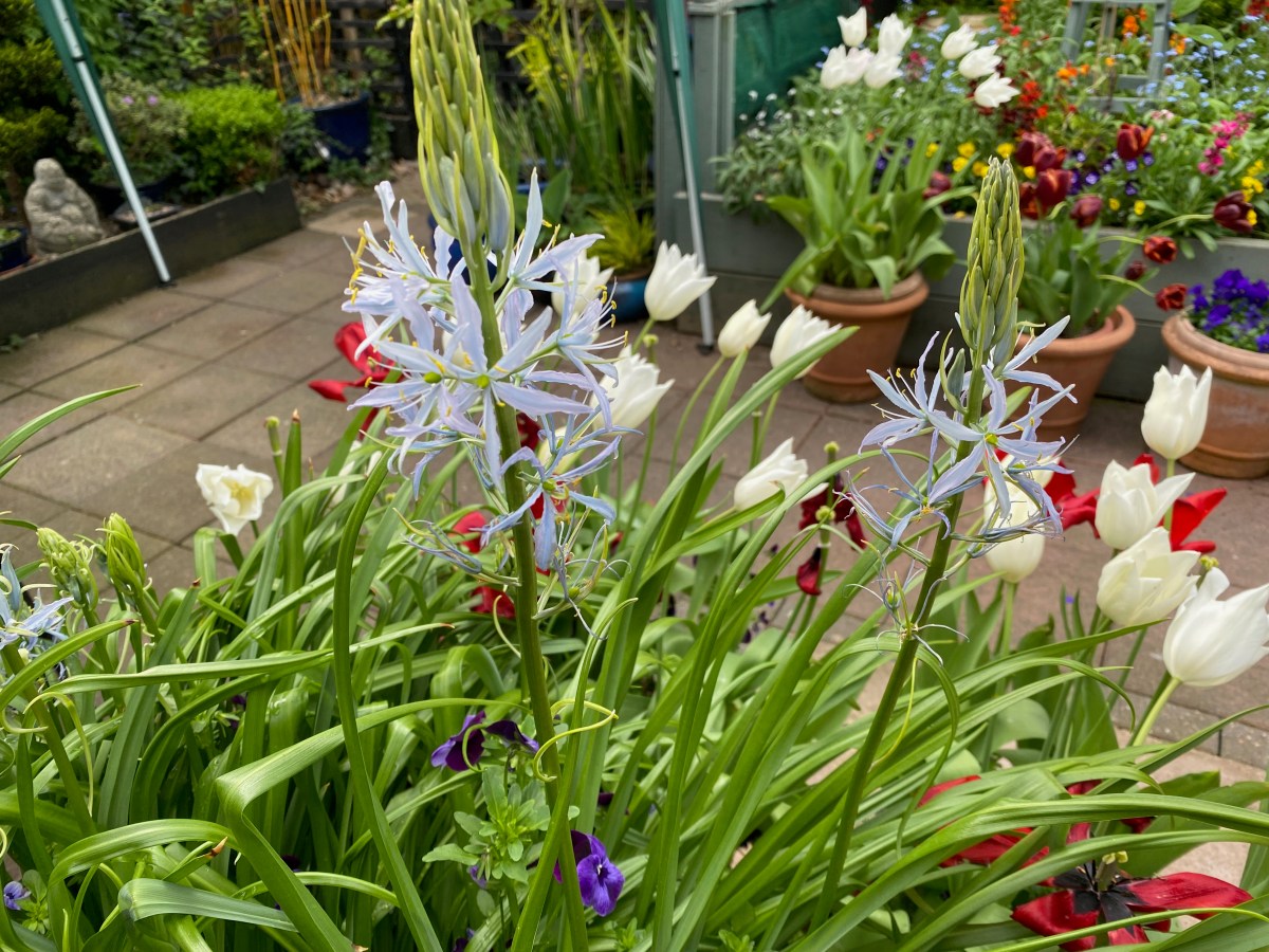 Open Gardens and Flower&nbsp;Festival.