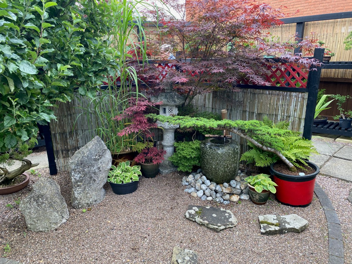 Bonsai in Worcester.