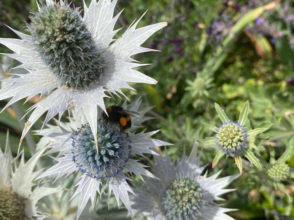 July in Our&nbsp;Garden@19