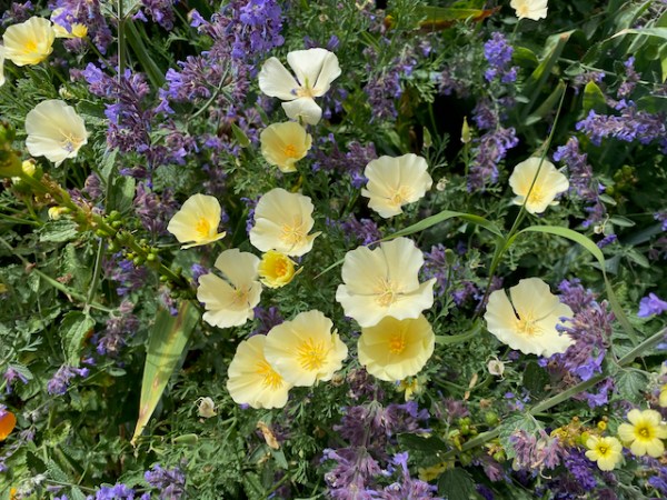 Drought Tolerant Planting in Our&nbsp;Garden@19.