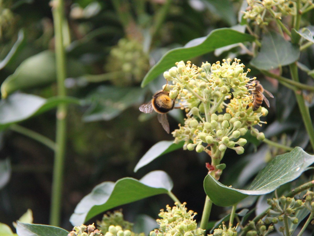 Autumn Colour in Our&nbsp;Garden@19