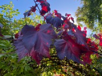 Autumn Garden Jewels: A Tour of Late Blooming&nbsp;Plants.