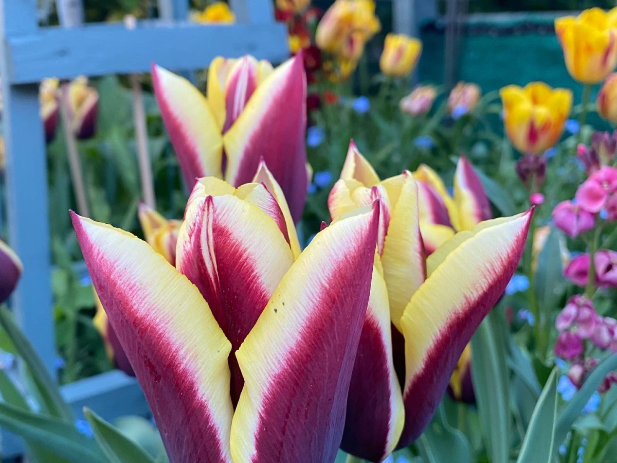 Traditional UK Planting: Tulips and&nbsp;Wallflowers