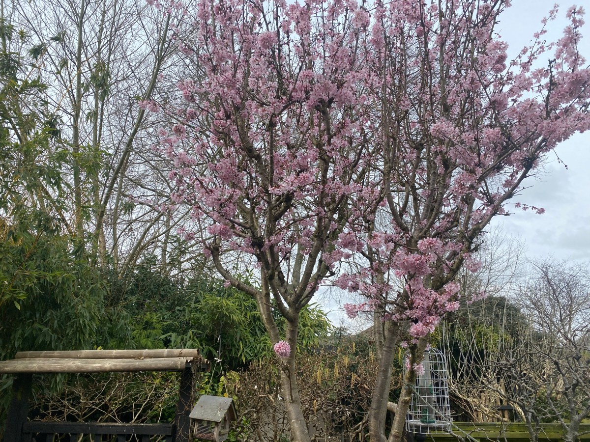 Winter Garden Maintenance: Essential Tasks for Our&nbsp;Garden@19