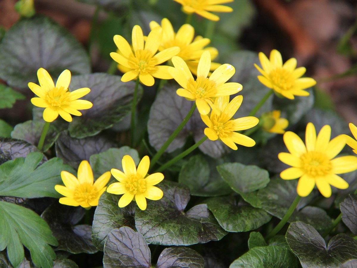 A Garden Photography Tour: Spring&nbsp;Blooms