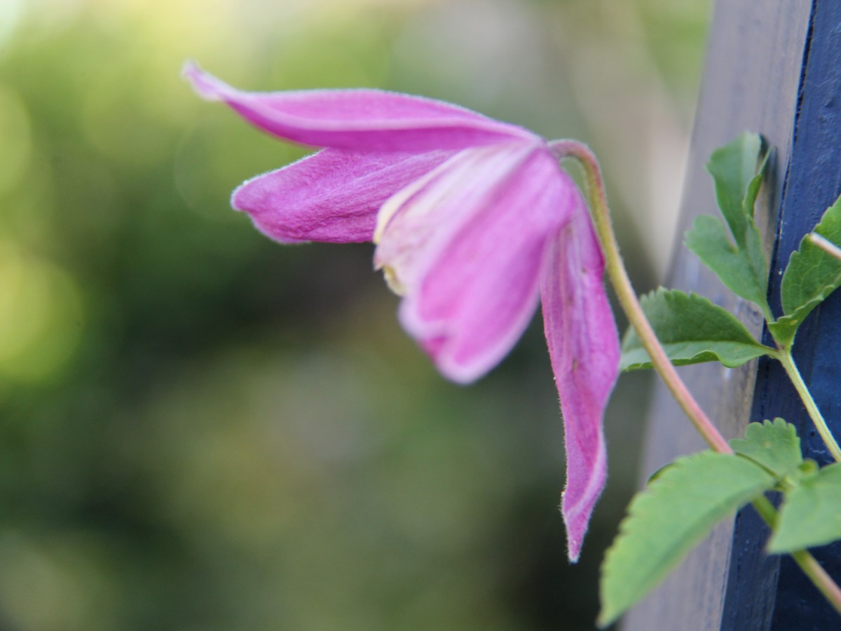 Gardening Journal: Life of Brian in Our&nbsp;Garden