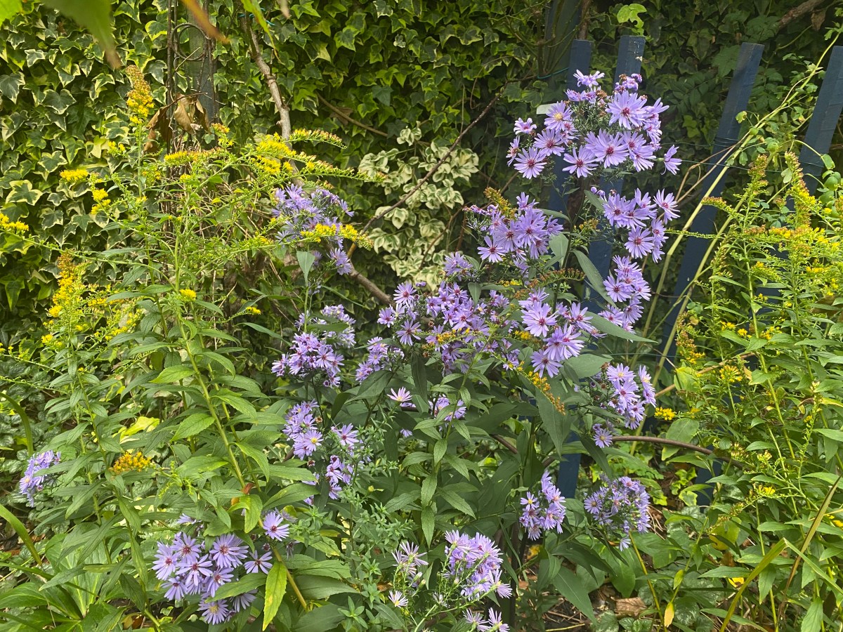 Celebrating Michaelmas: Traditions and&nbsp;Asters.