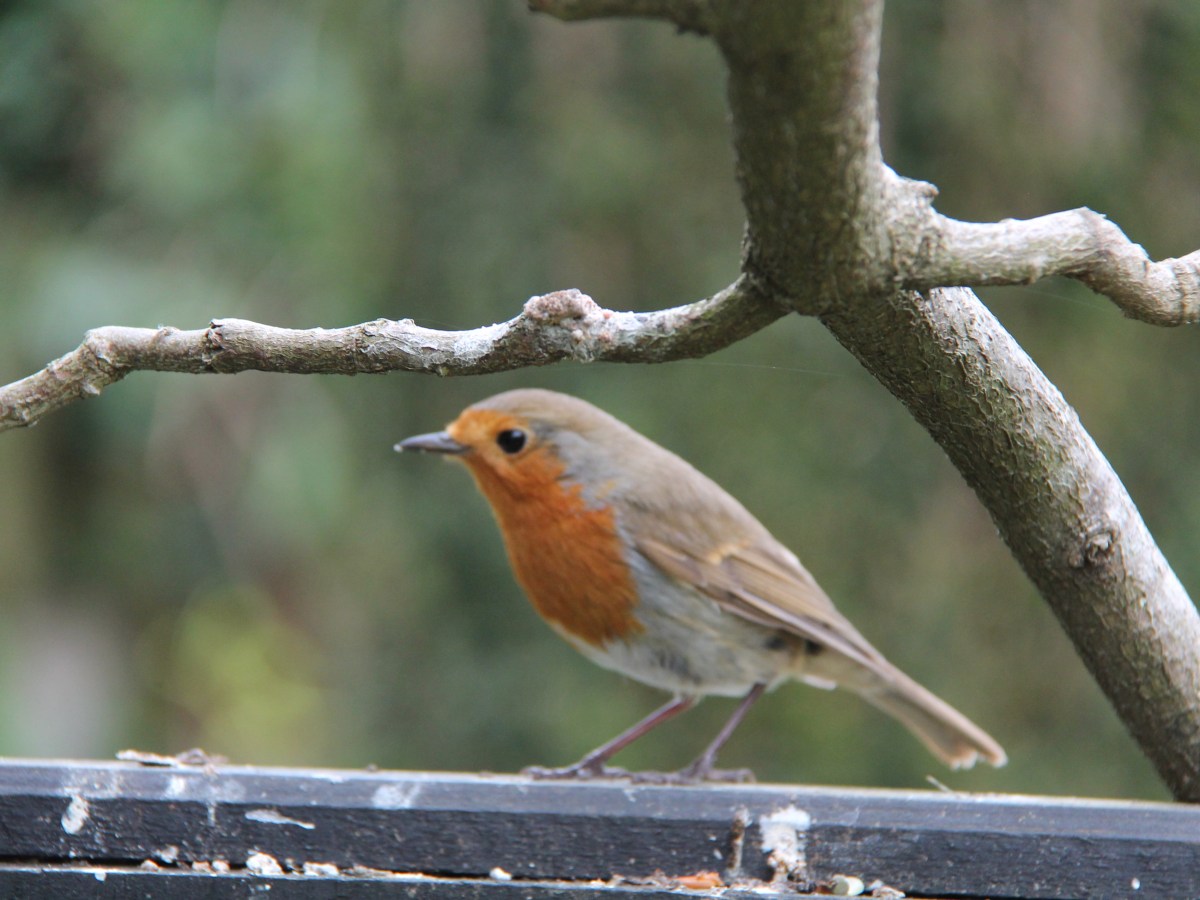 Birdwatching in My Garden: A Summer Slide&nbsp;Show.