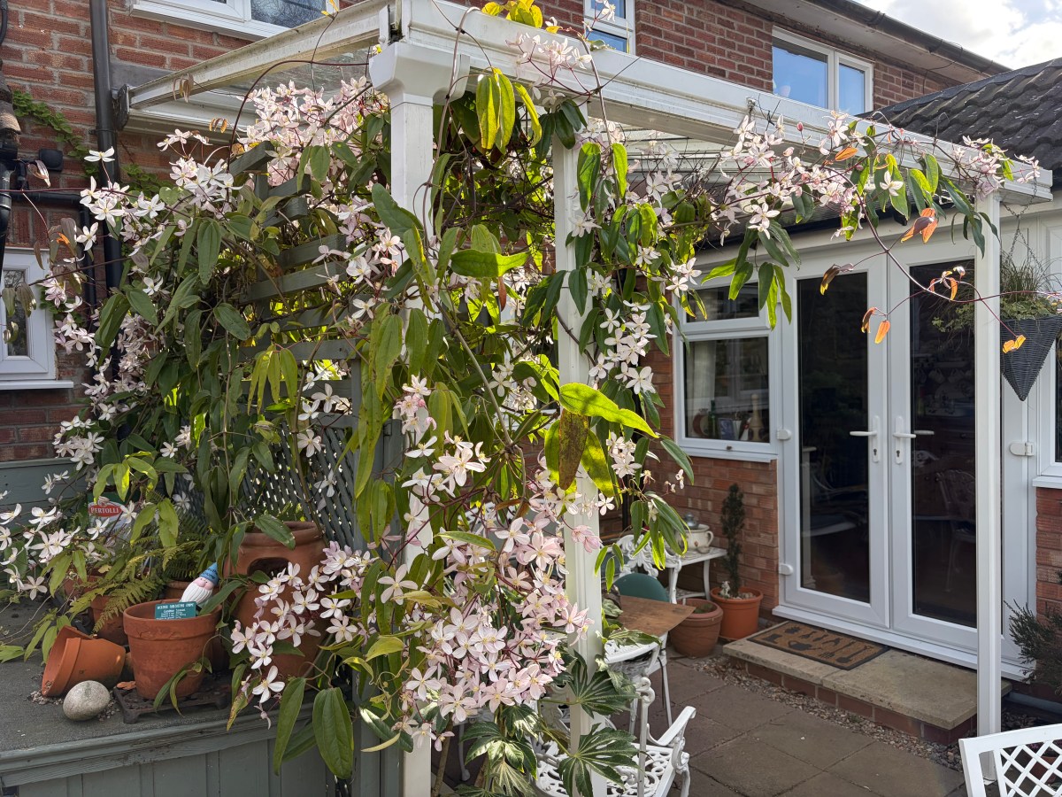 Beautiful Spring Flowers in the&nbsp;Garden.