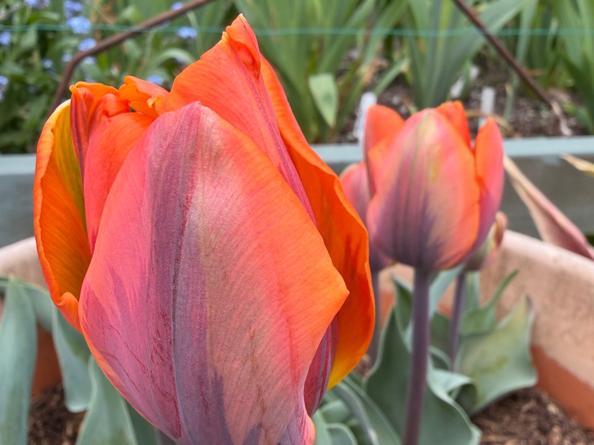 Colourful Garden Treasures: Tulips and&nbsp;Blossoms