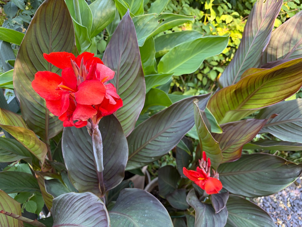 Some Drought-Tolerant Plants for a Hot UK&nbsp;Summer