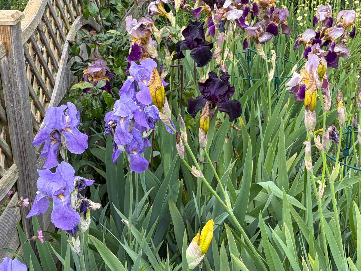 Transforming a Garden: Moving Irises in Drought&nbsp;Conditions