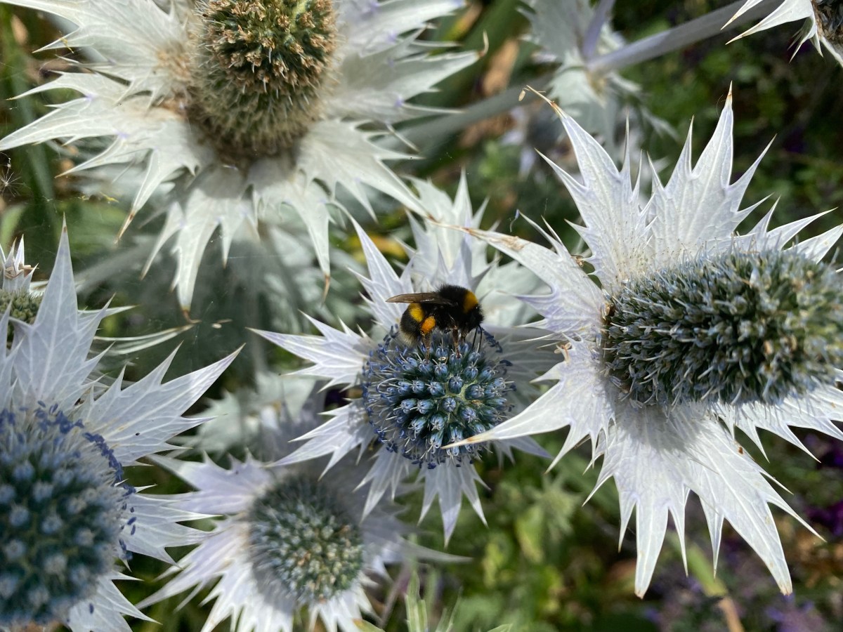 From the Garden Bench. Article for the Parish Link.                          Reviving the&nbsp;garden.