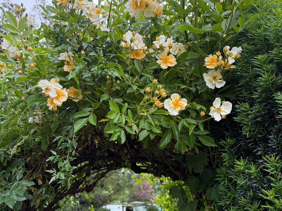 Replacing the Rose&nbsp;Arch.